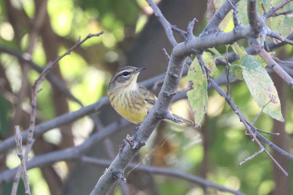 Palm Warbler - ML643009976