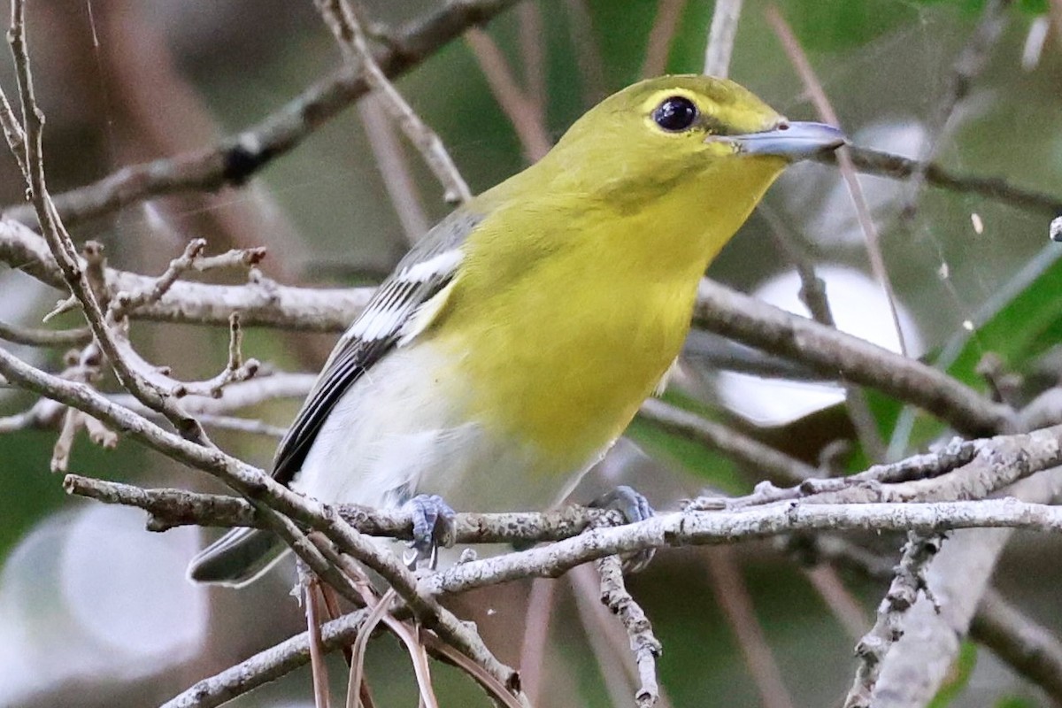 Yellow-throated Vireo - ML643009993
