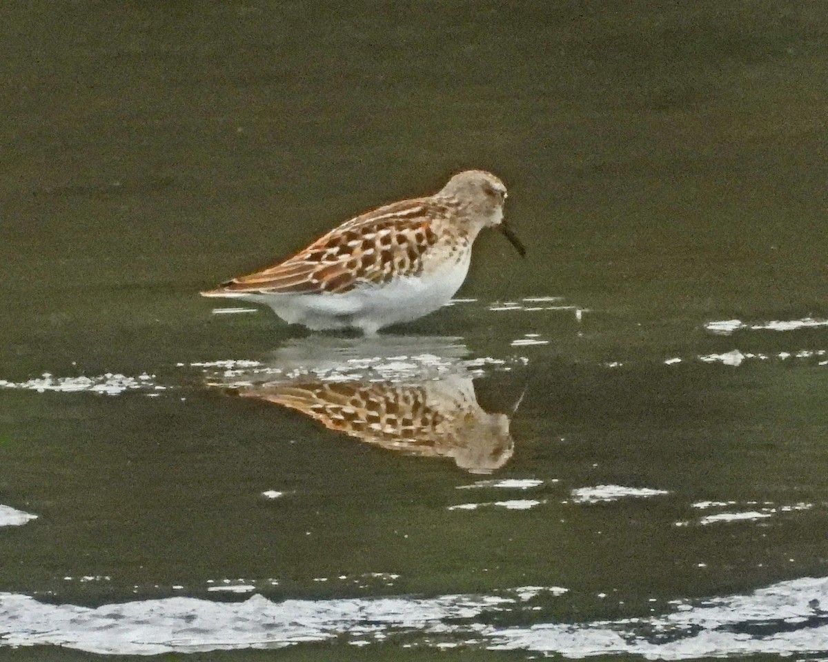 Least Sandpiper - ML643010005