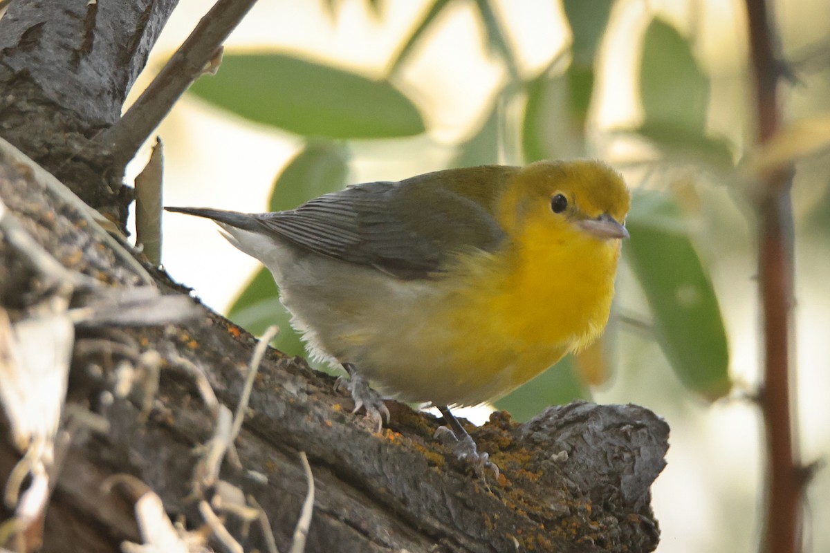 Prothonotary Warbler - ML643010017