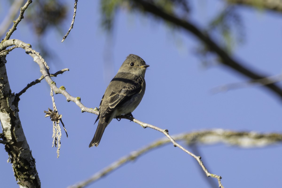 Western Wood-Pewee - ML643010020