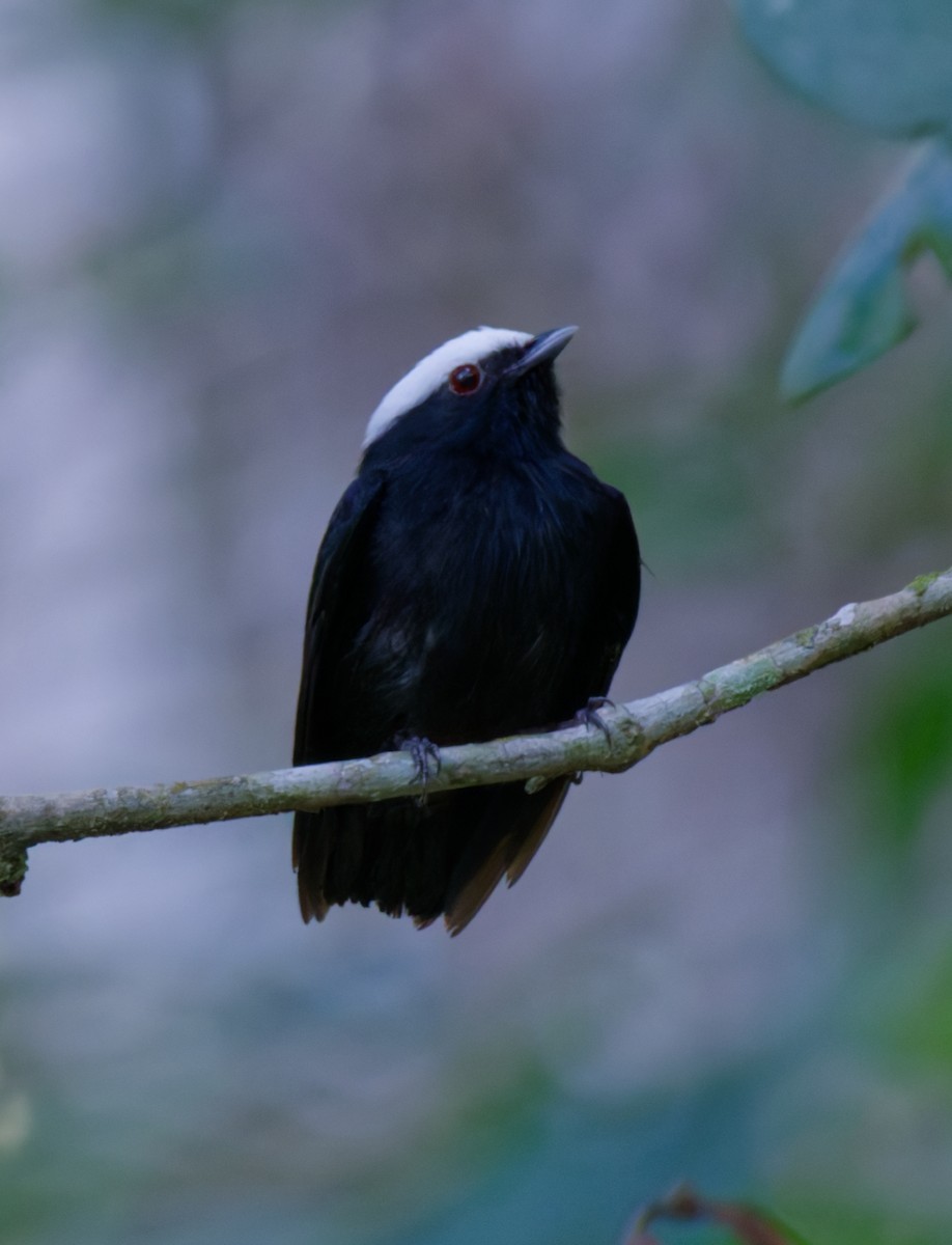 White-crowned Manakin - ML643010031