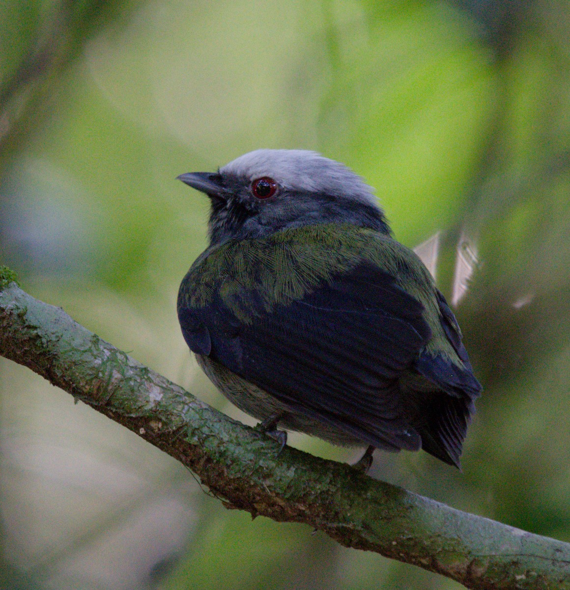 White-crowned Manakin - ML643010034