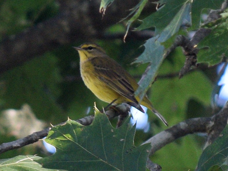 Palm Warbler - ML643010045
