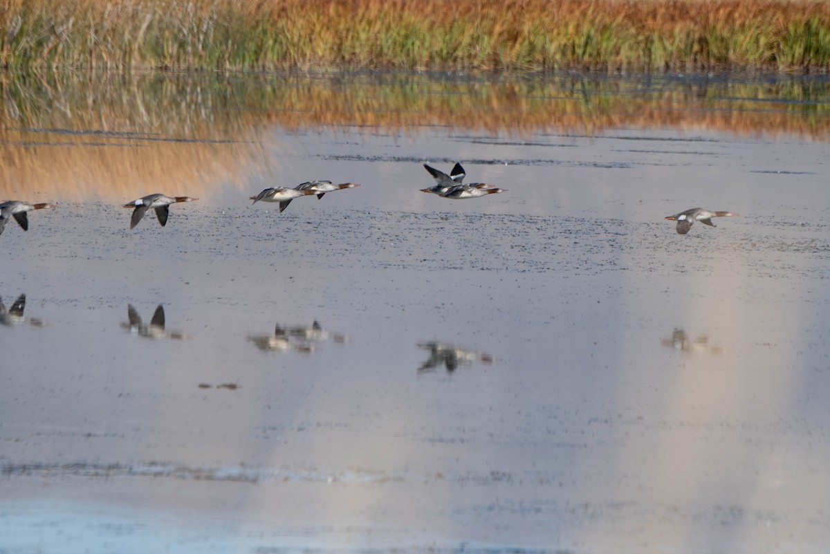 Common Merganser - ML643010049
