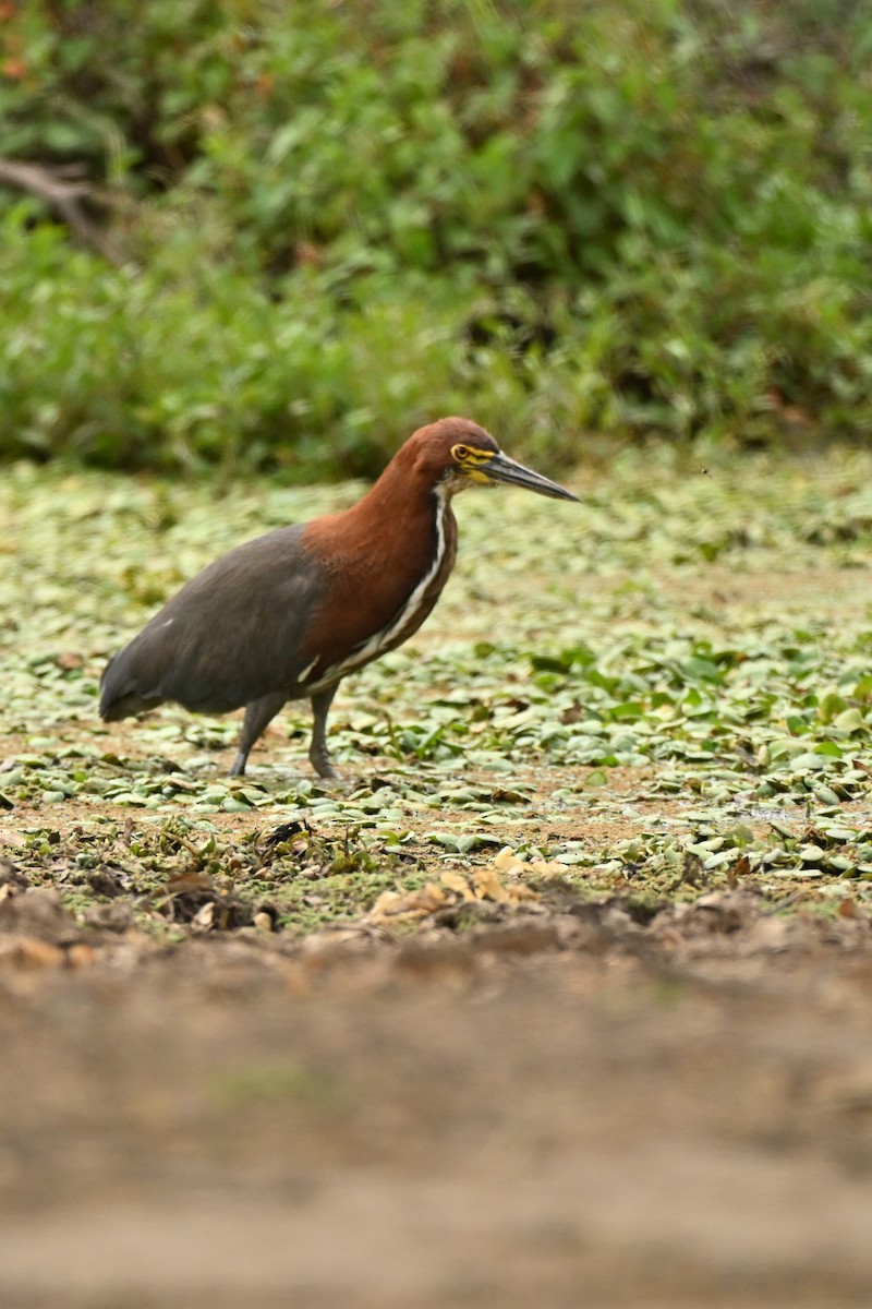 Rufescent Tiger-Heron - ML643010057