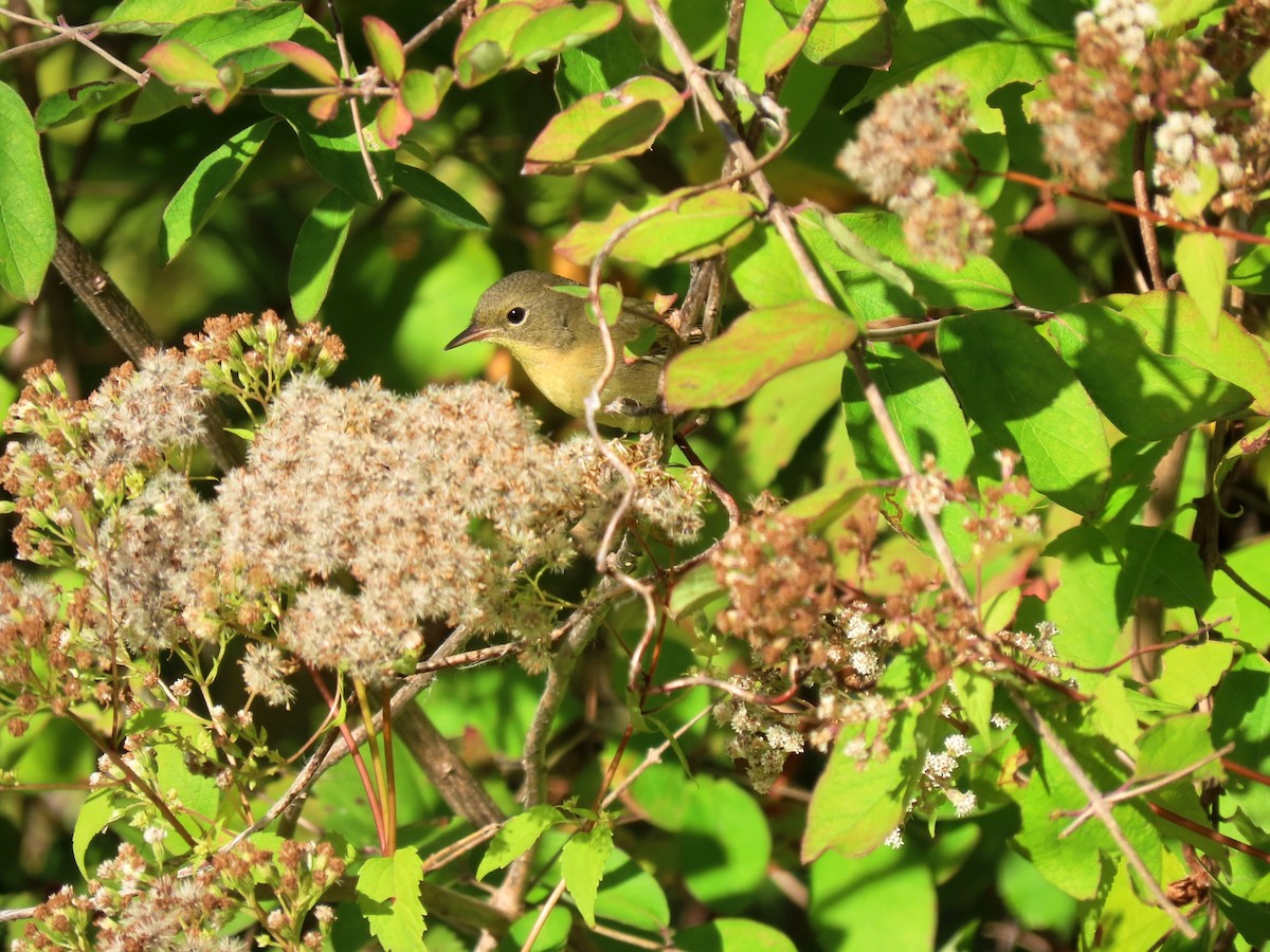 Common Yellowthroat - ML643010060