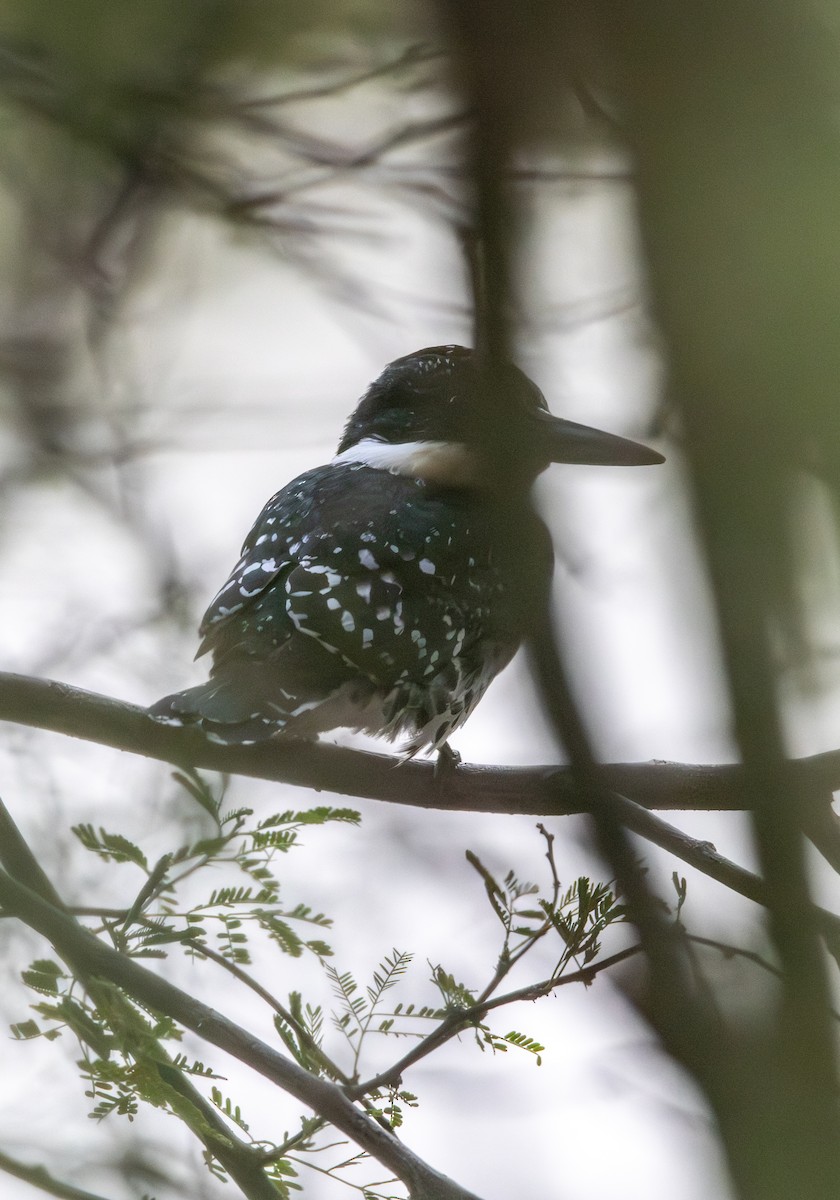 Green Kingfisher - ML643010064