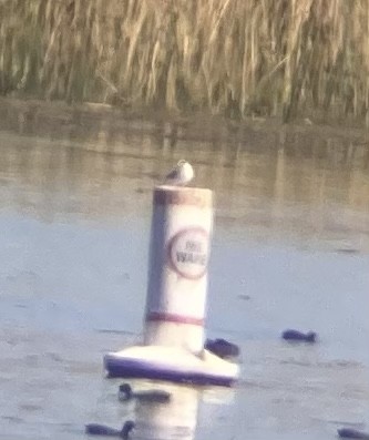 Forsterseeschwalbe - ML643010066