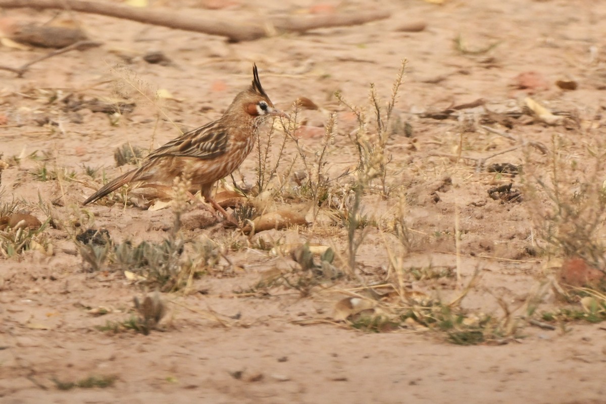 Lark-like Brushrunner - ML643010069