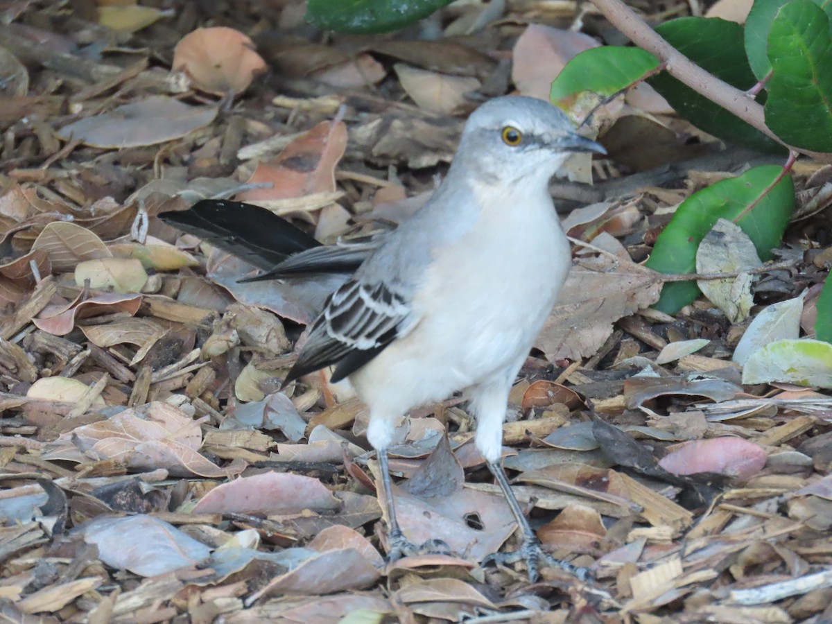 Northern Mockingbird - ML643010070