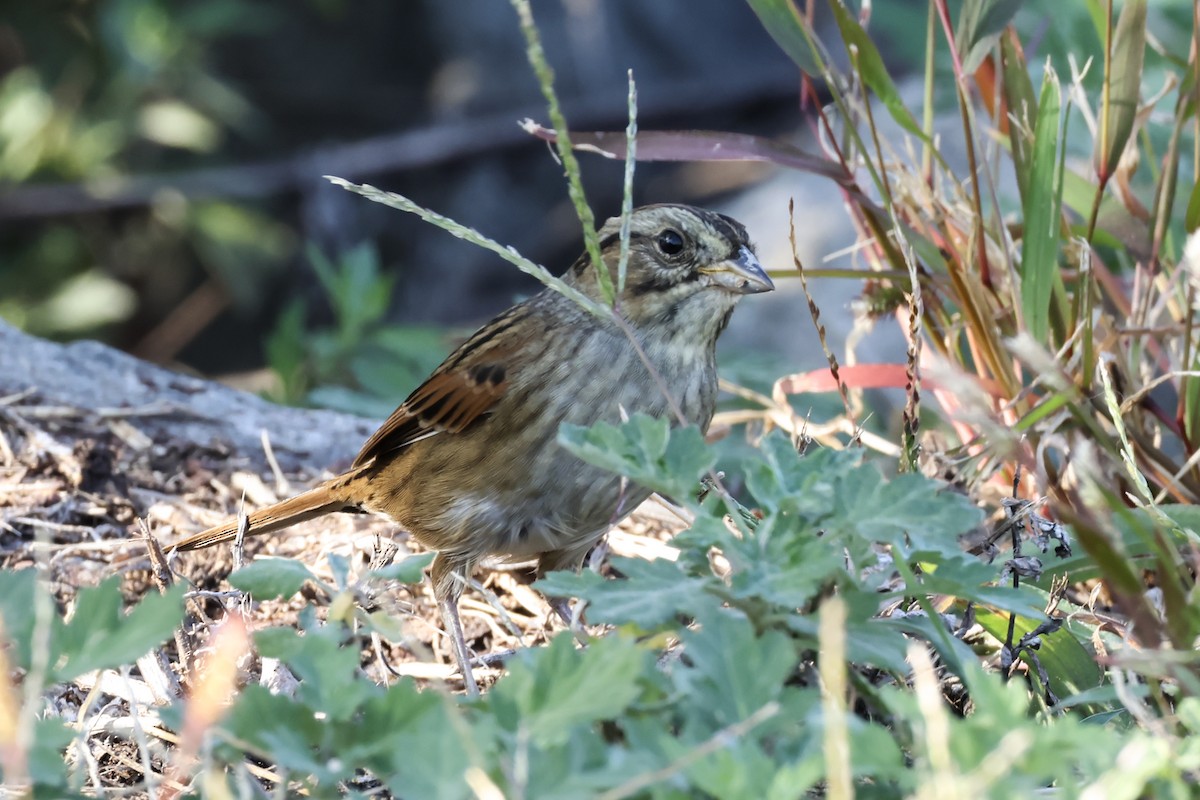 Swamp Sparrow - ML643010071