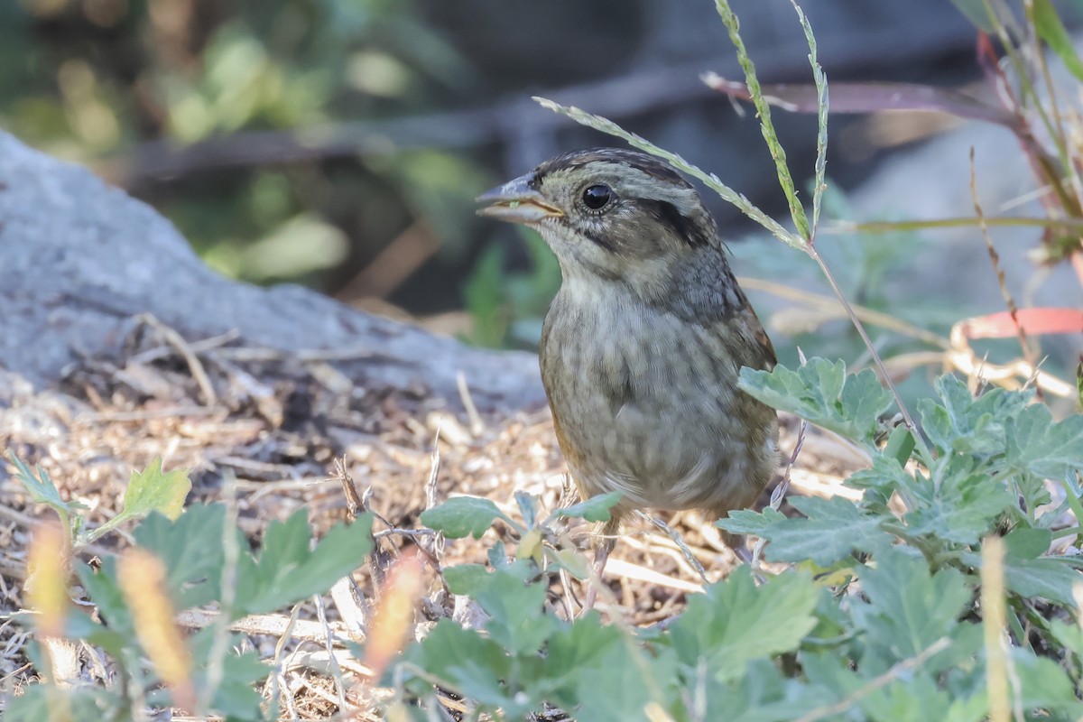 Swamp Sparrow - ML643010072