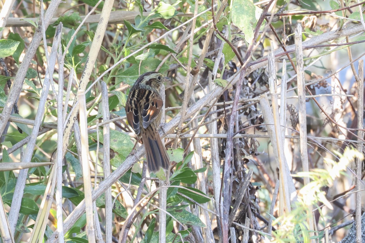 Swamp Sparrow - ML643010073