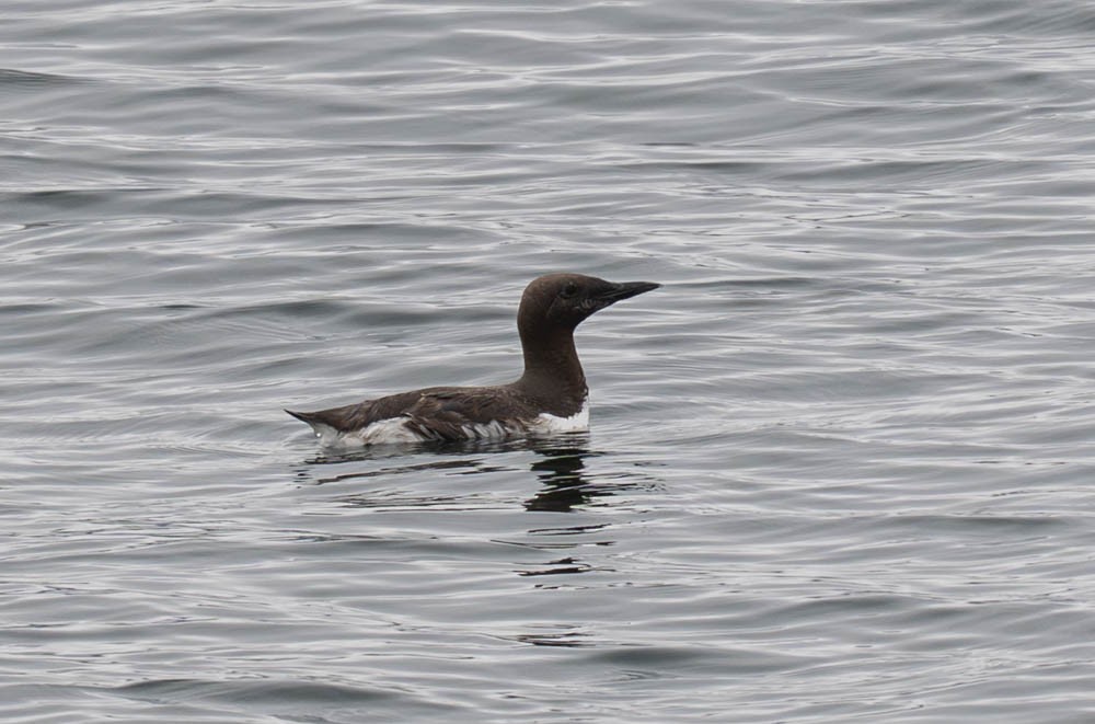 Common Murre - ML643010077