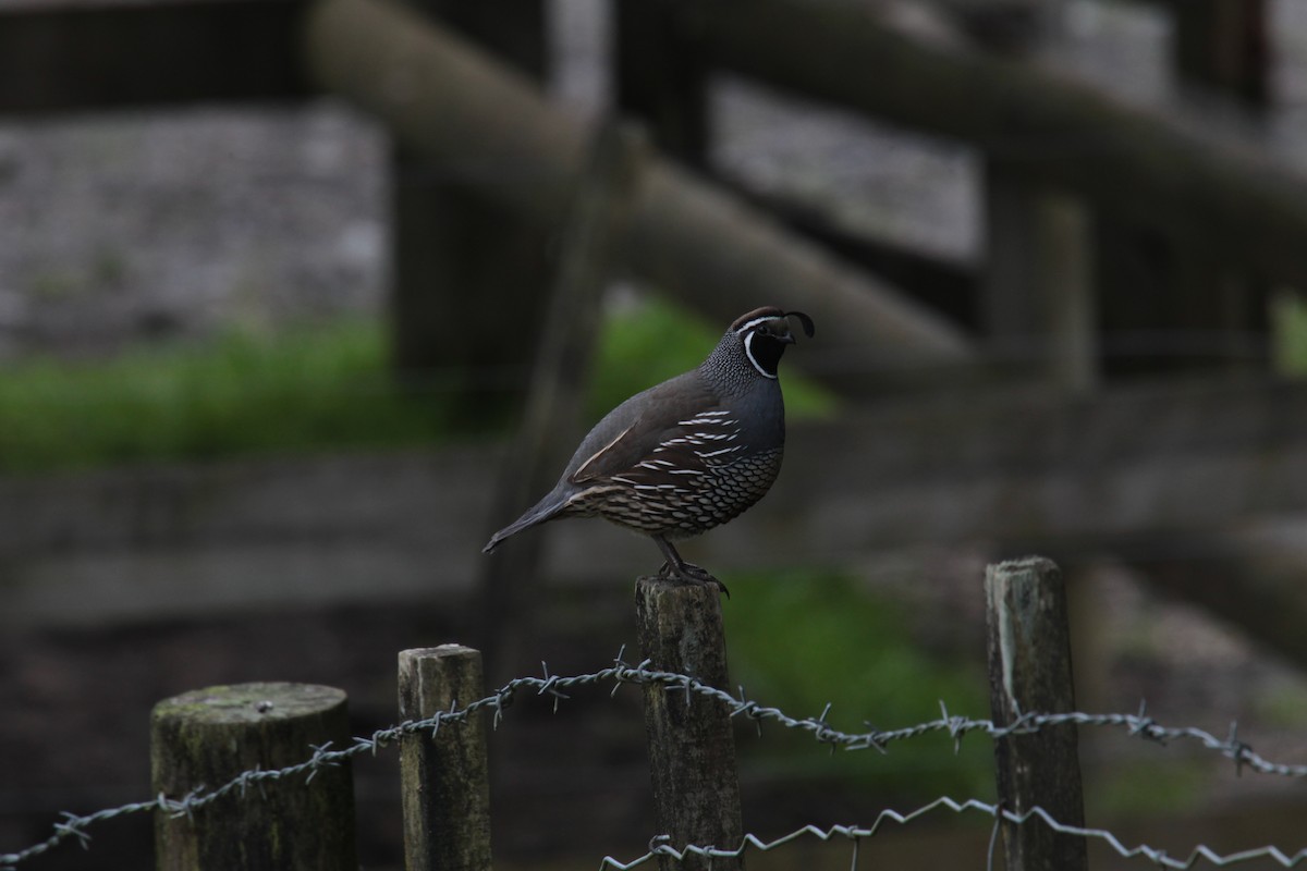 California Quail - ML643010078