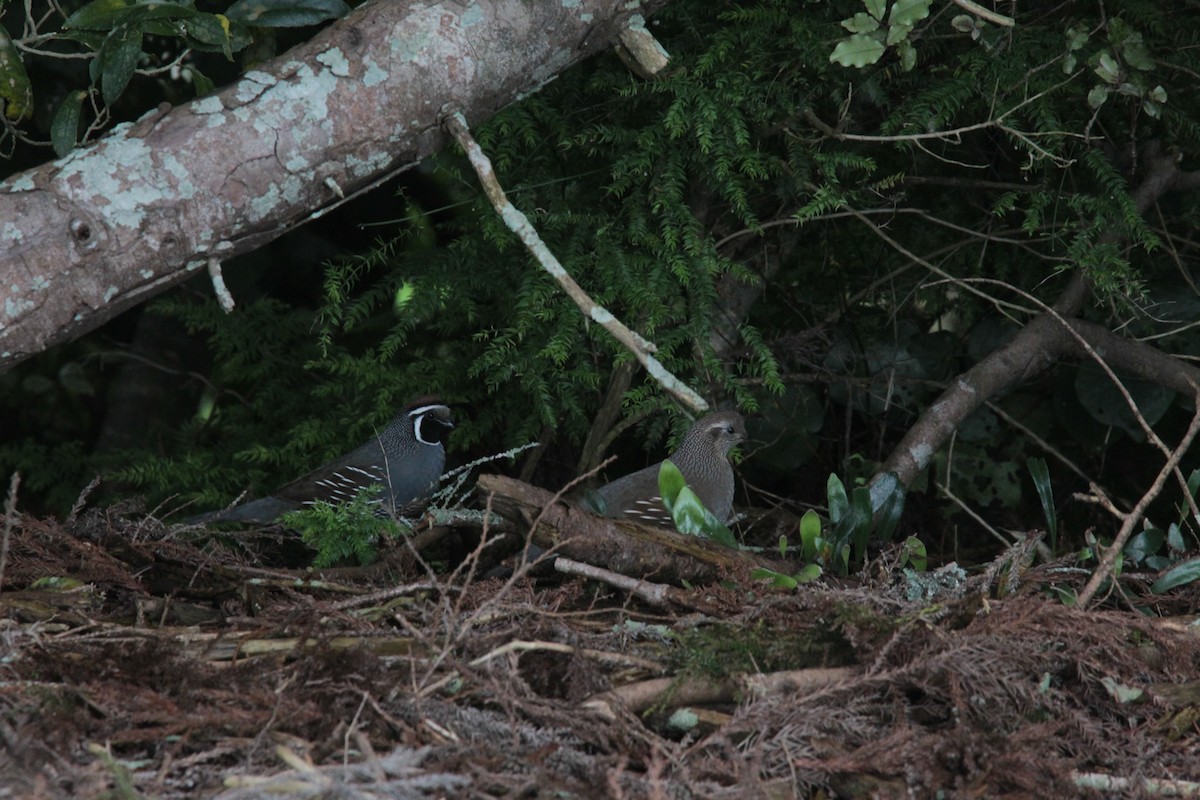 California Quail - ML643010079