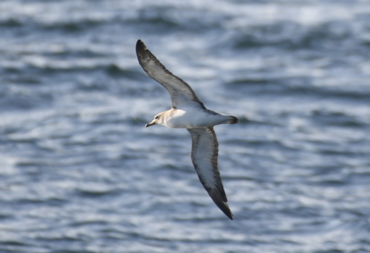Cory's Shearwater - ML643010080