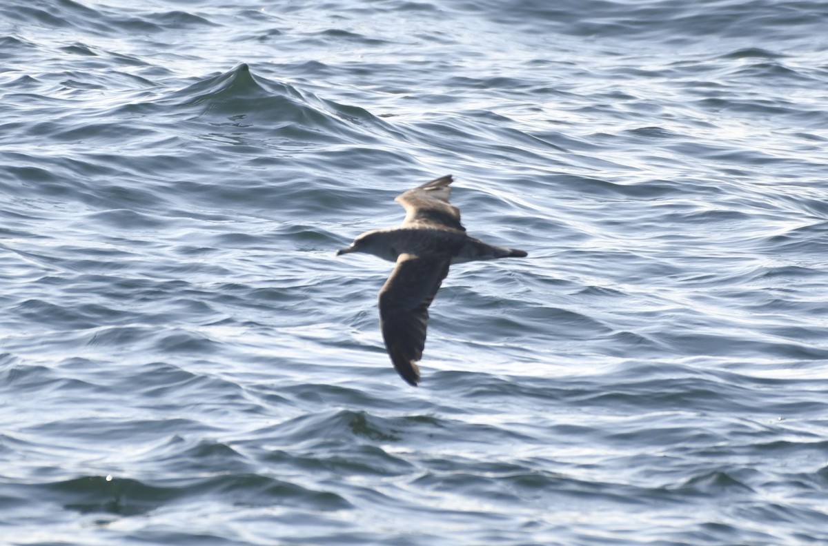 Cory's Shearwater - ML643010081