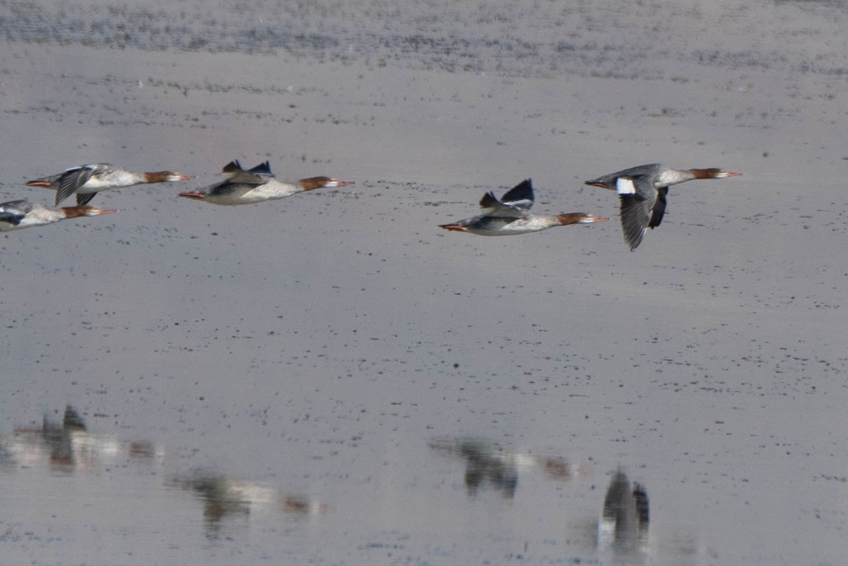 Common Merganser - ML643010083