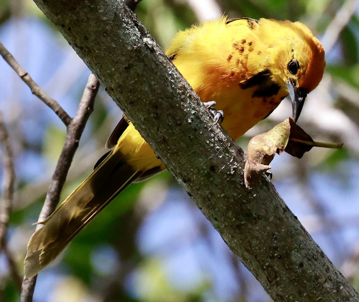 Spot-breasted Oriole - ML643010084