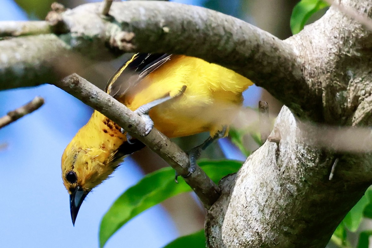 Spot-breasted Oriole - ML643010085