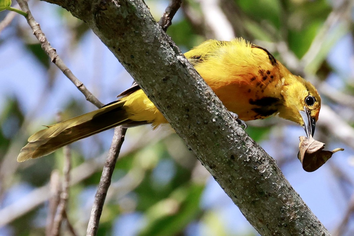 Spot-breasted Oriole - ML643010086