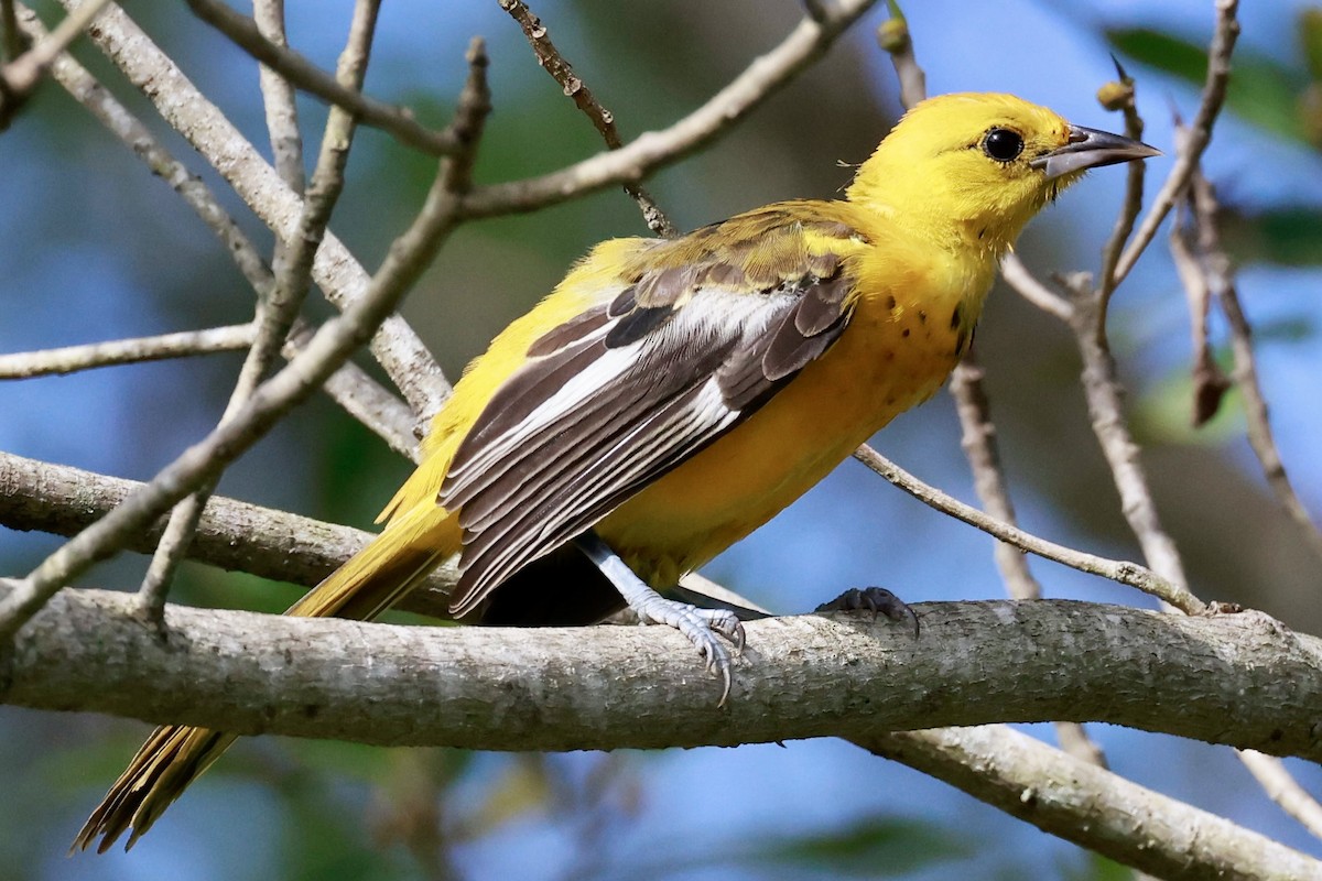 Spot-breasted Oriole - ML643010087
