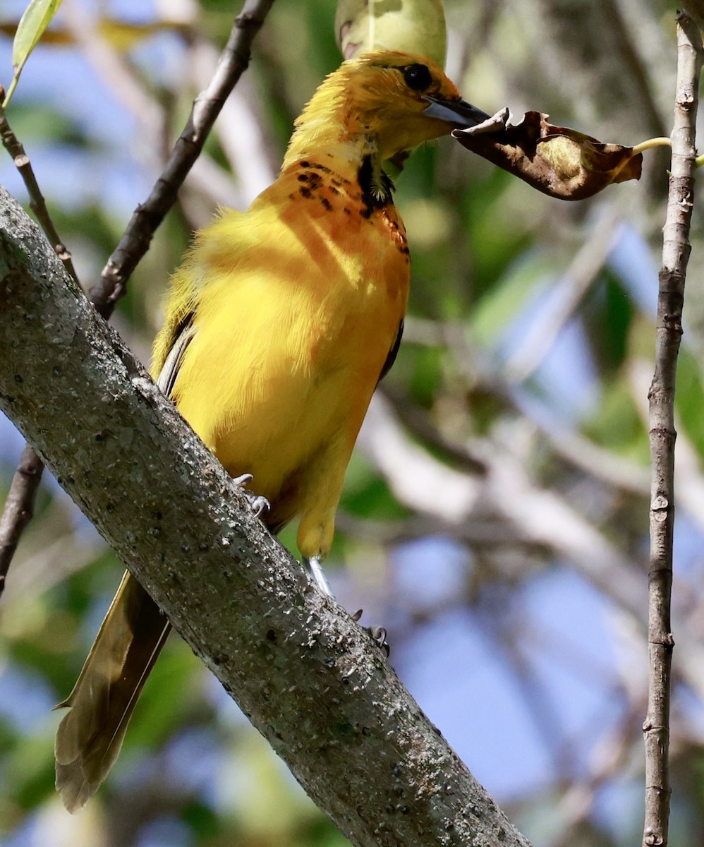 Spot-breasted Oriole - ML643010088