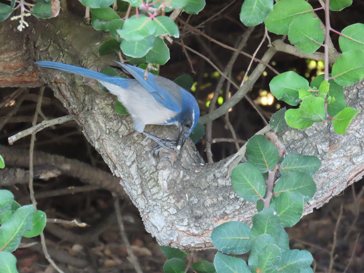 California Scrub-Jay - ML643010089