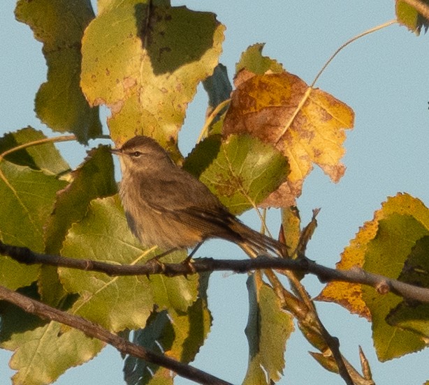 Palm Warbler (Western) - ML643010090