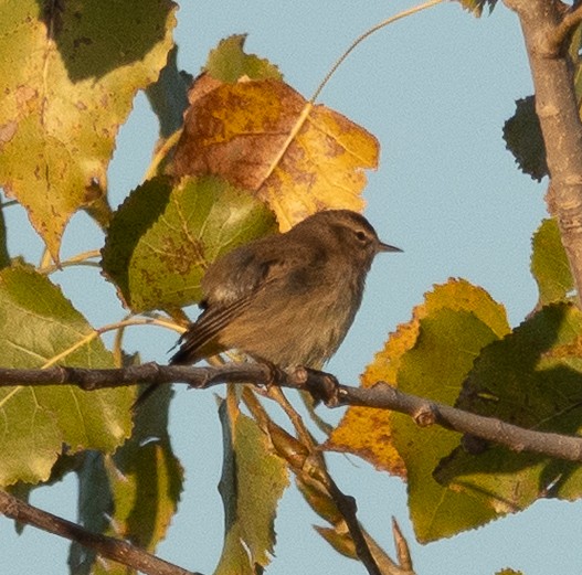 Palm Warbler (Western) - ML643010091
