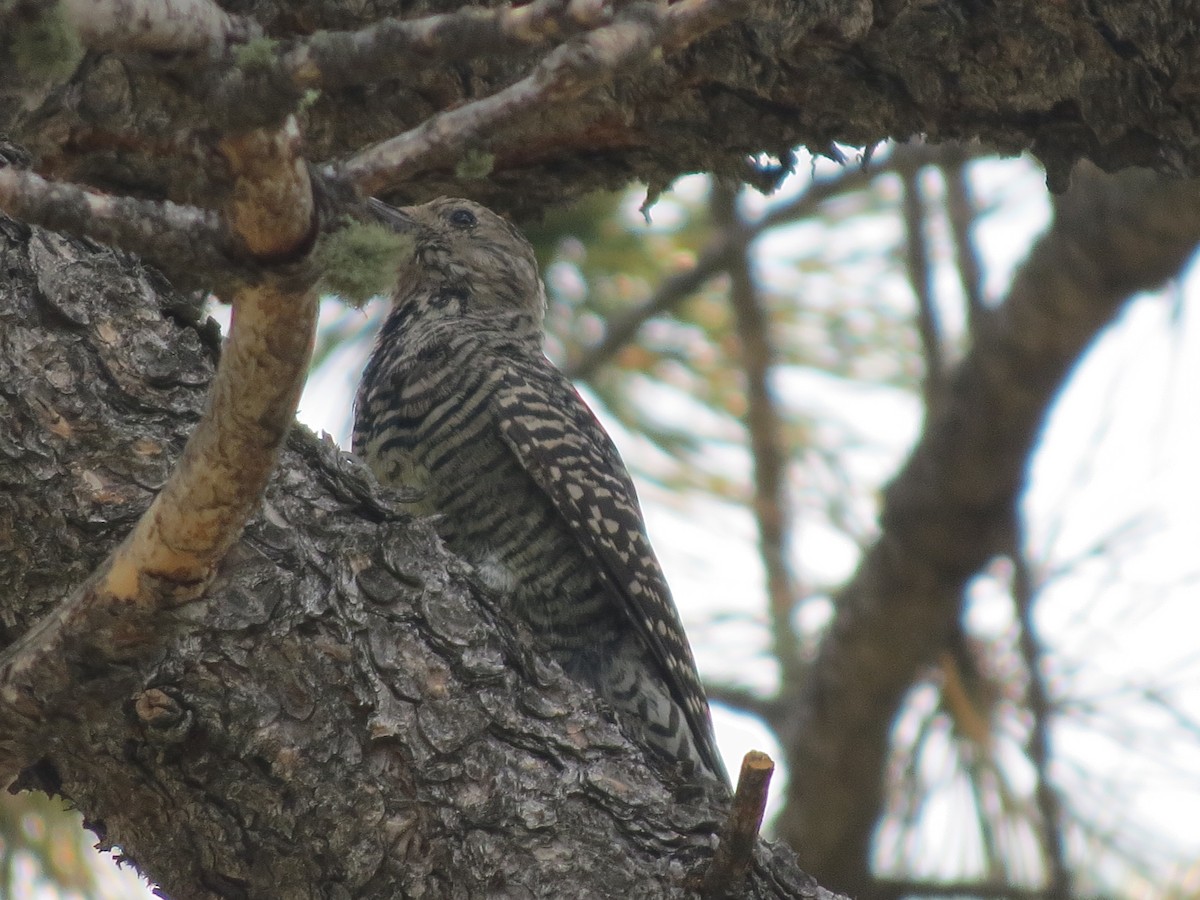 Williamson's Sapsucker - ML643010093