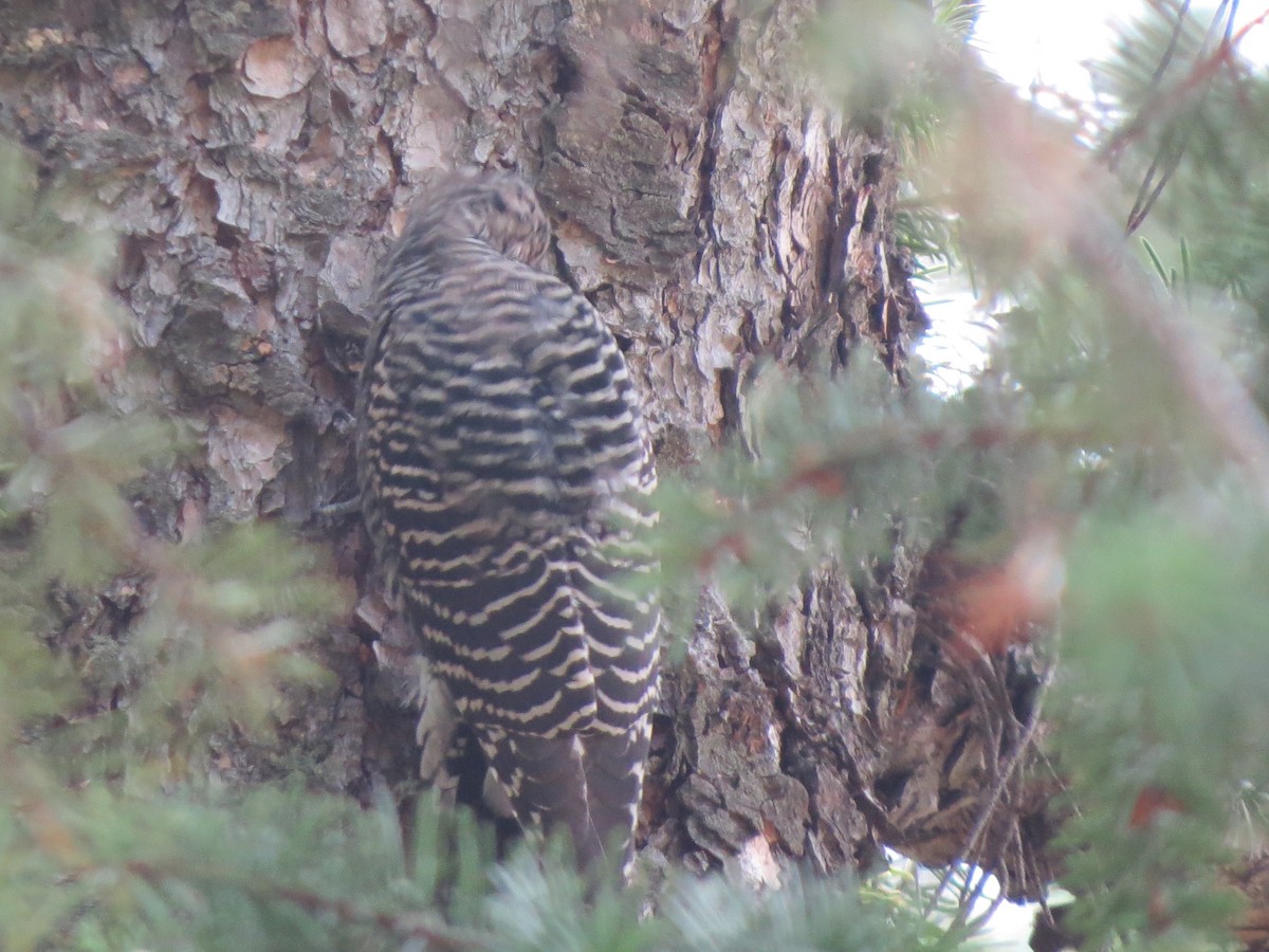 Williamson's Sapsucker - ML643010094