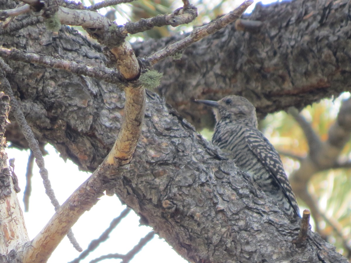 Williamson's Sapsucker - ML643010095
