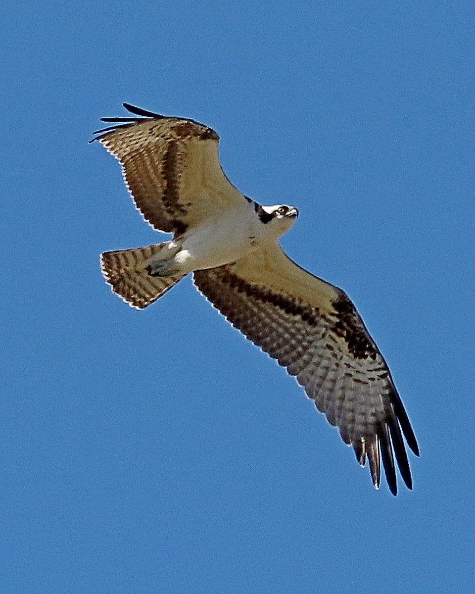 Osprey - ML643010096