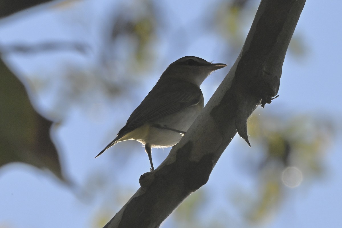 Red-eyed Vireo - ML643010097