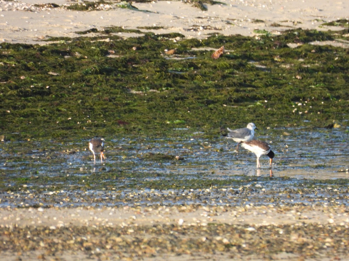 American Oystercatcher - ML643010098