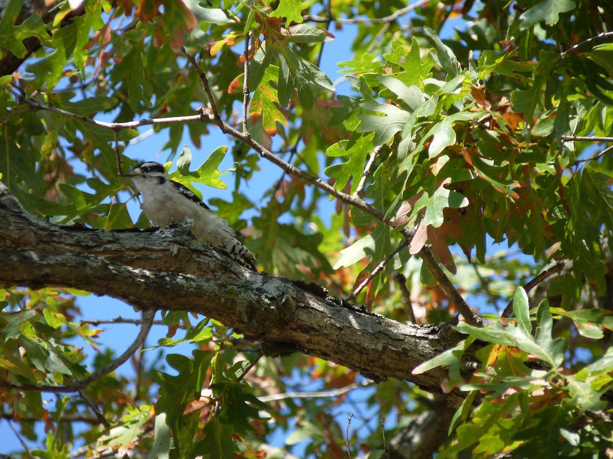 Downy Woodpecker - ML643010116