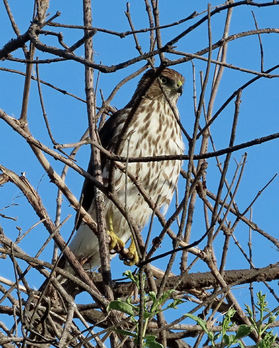 Cooper's Hawk - ML643010118