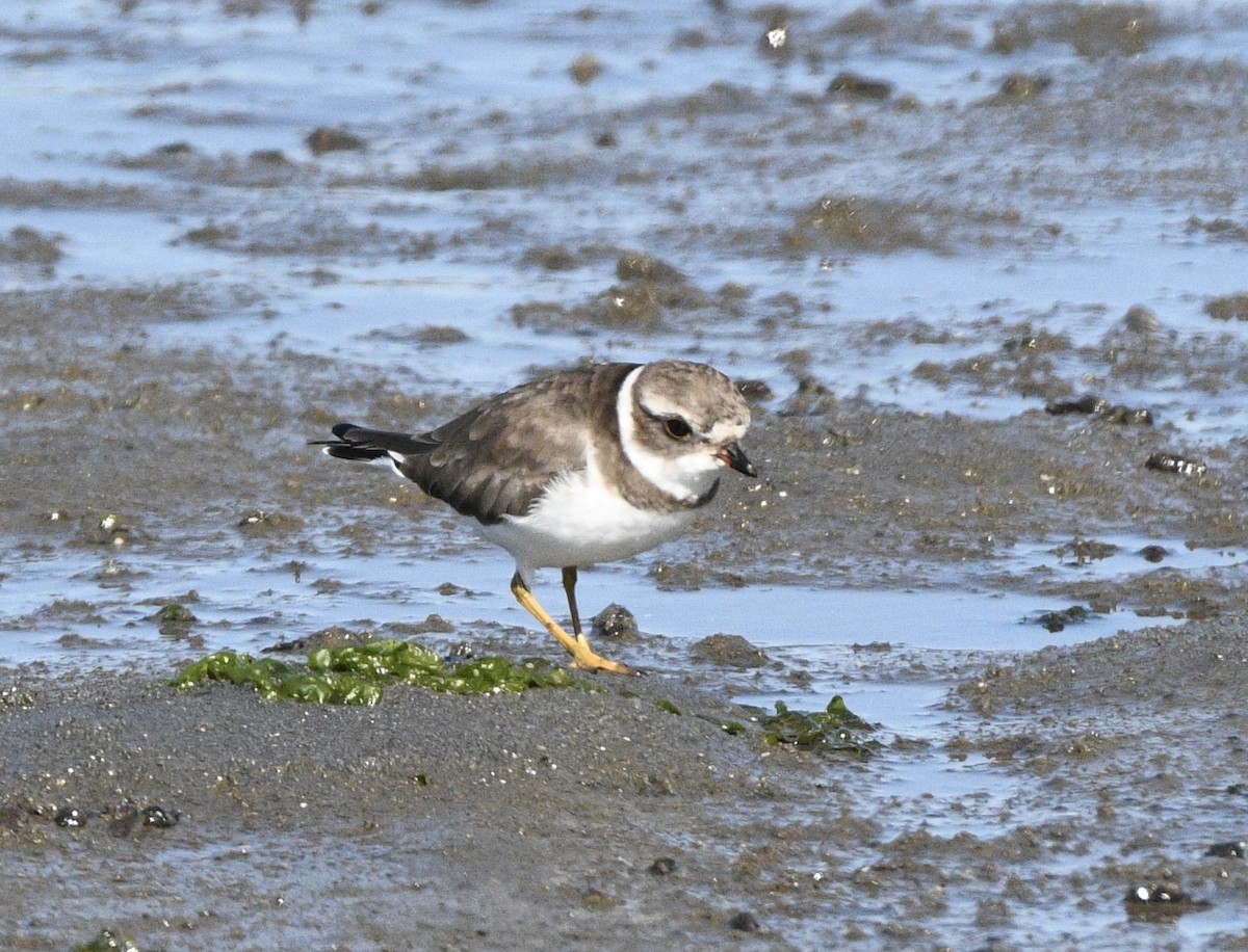 Semipalmated Plover - ML643010120