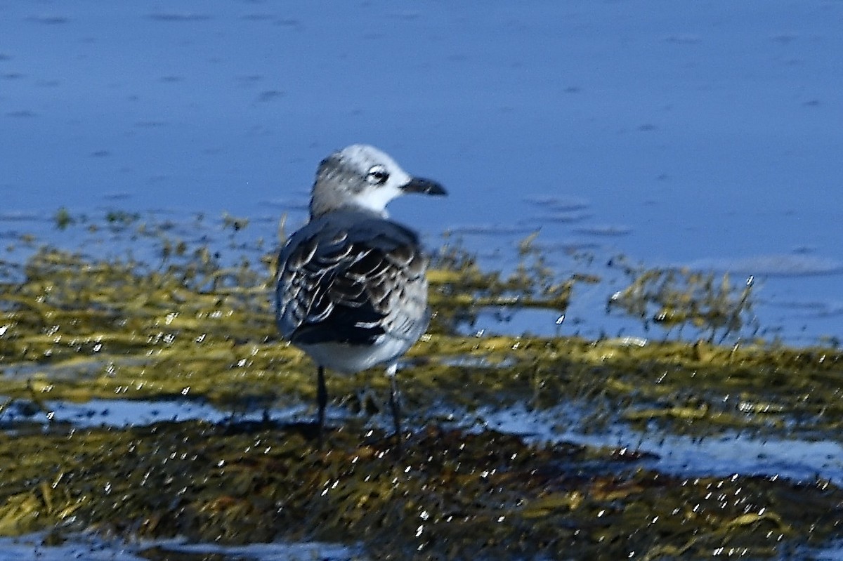 Laughing Gull - ML643010123