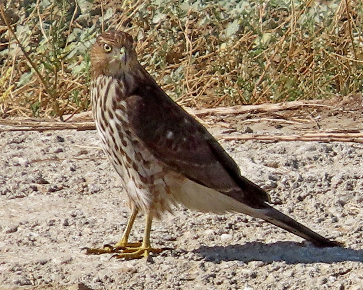 Cooper's Hawk - ML643010124