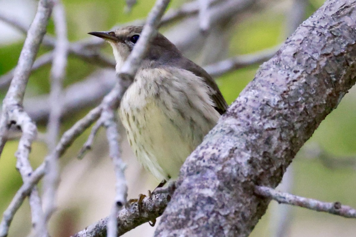 Cape May Warbler - ML643010128