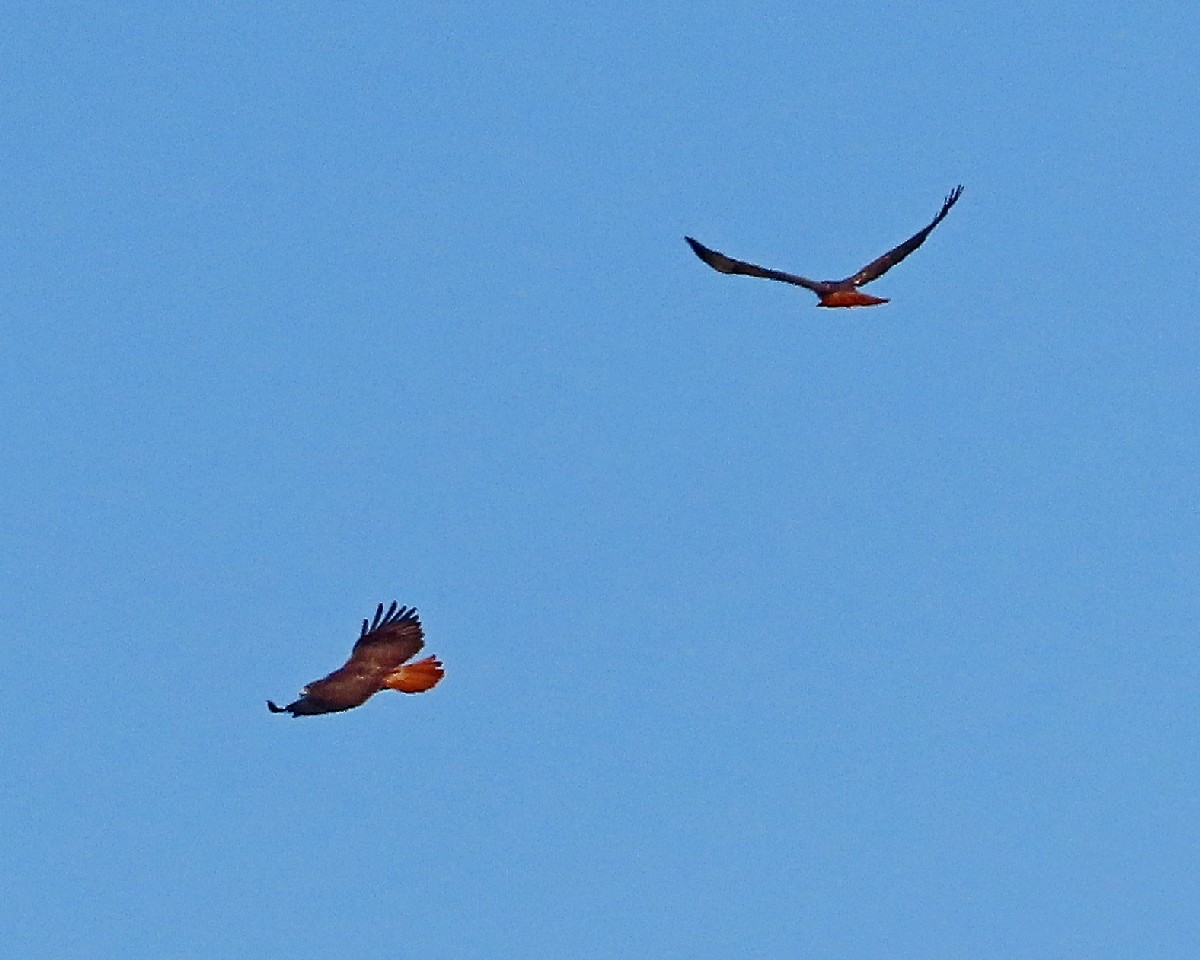 Red-tailed Hawk - ML643010130