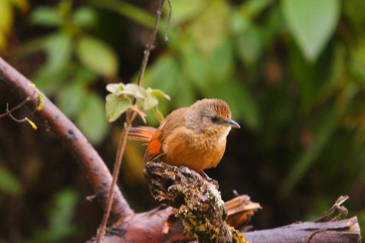 Streak-fronted Thornbird - ML643010131