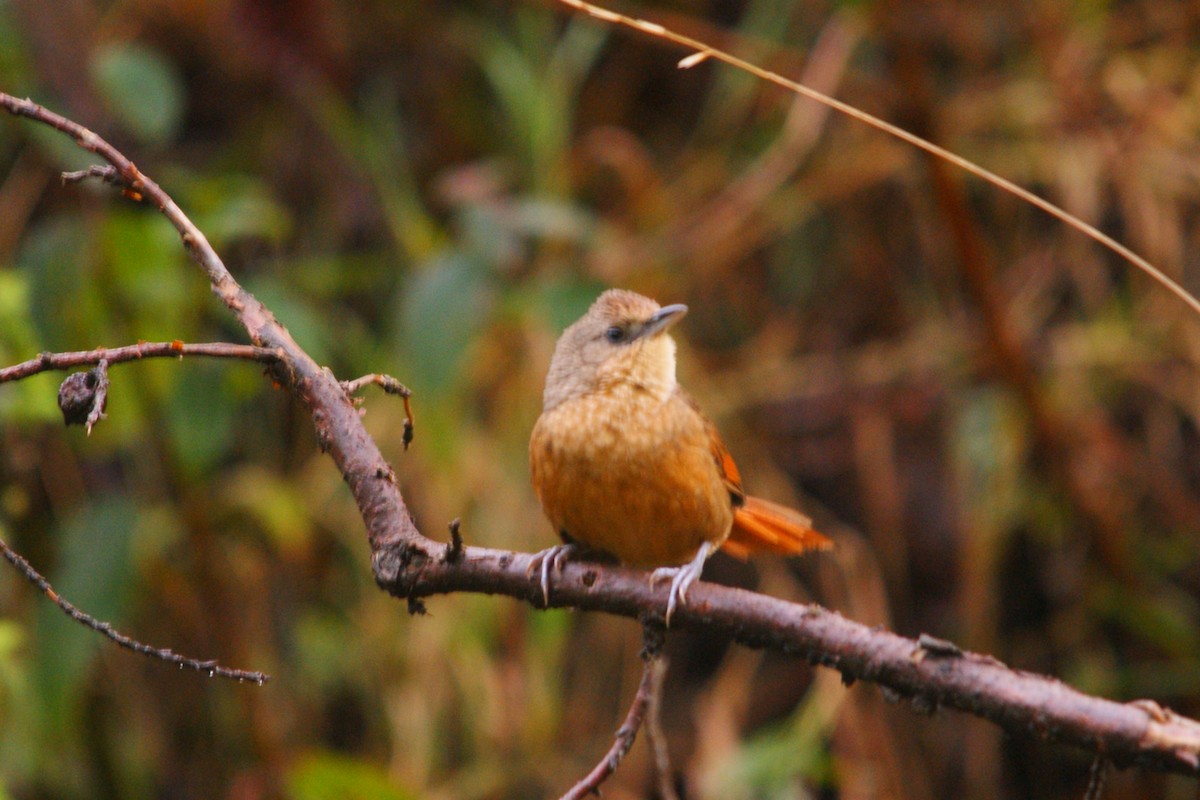 Streak-fronted Thornbird - ML643010132