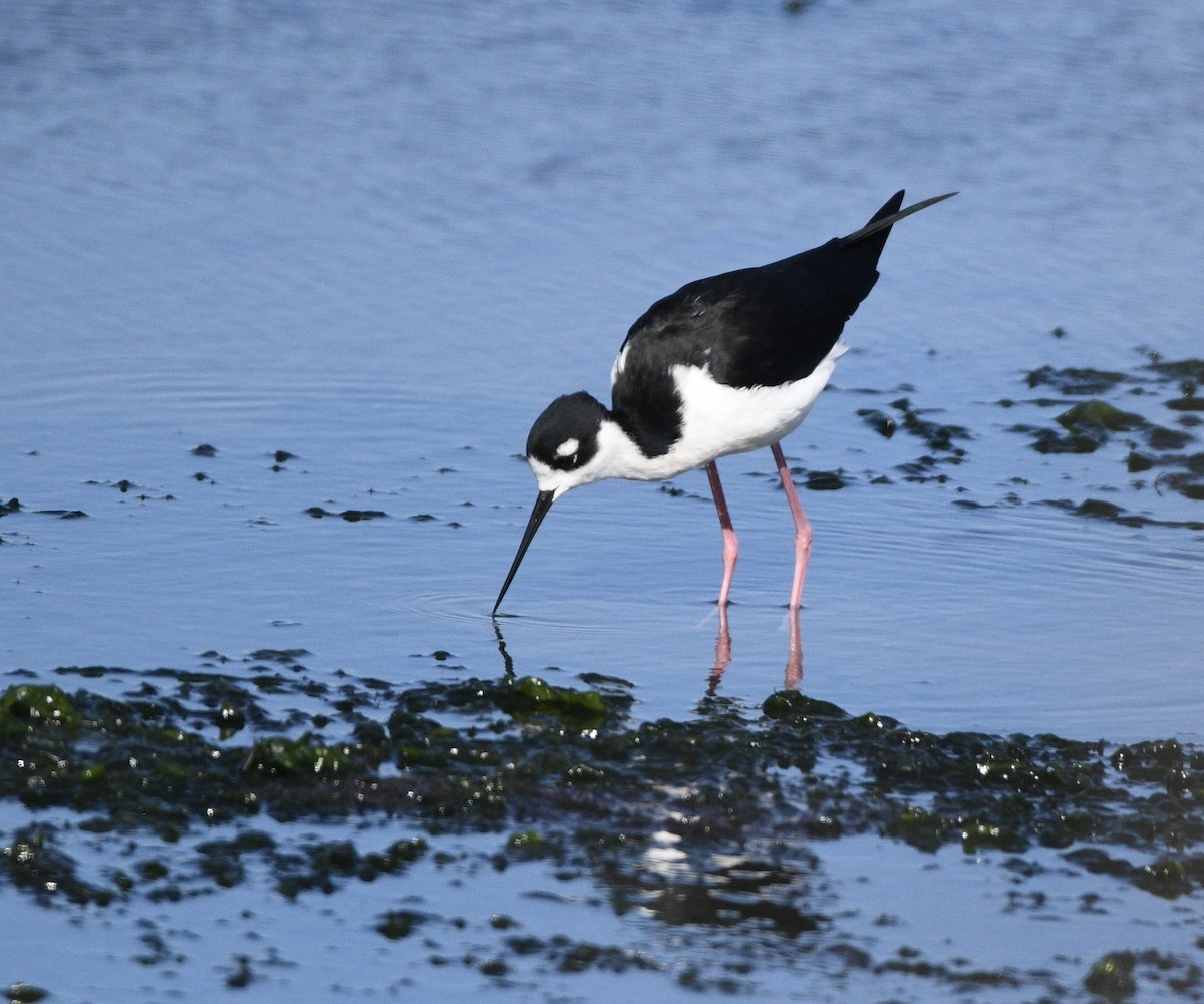 Black-necked Stilt - ML643010133