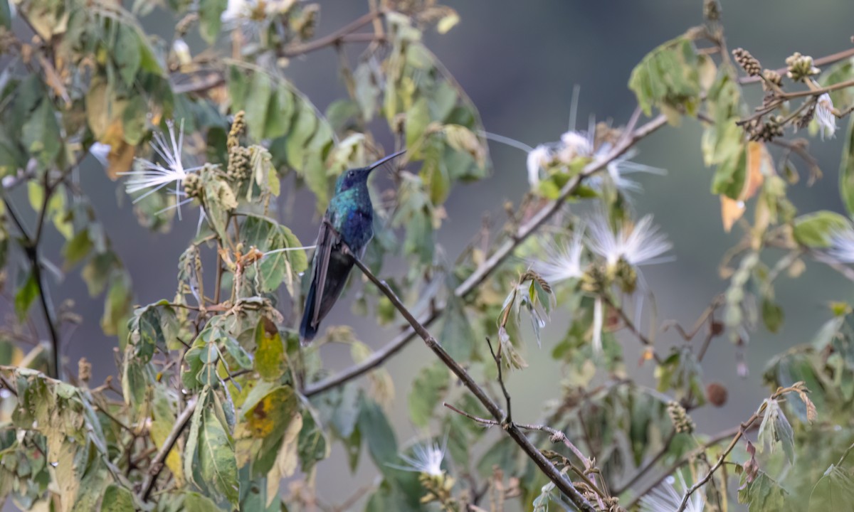 Sparkling Violetear - ML643010134
