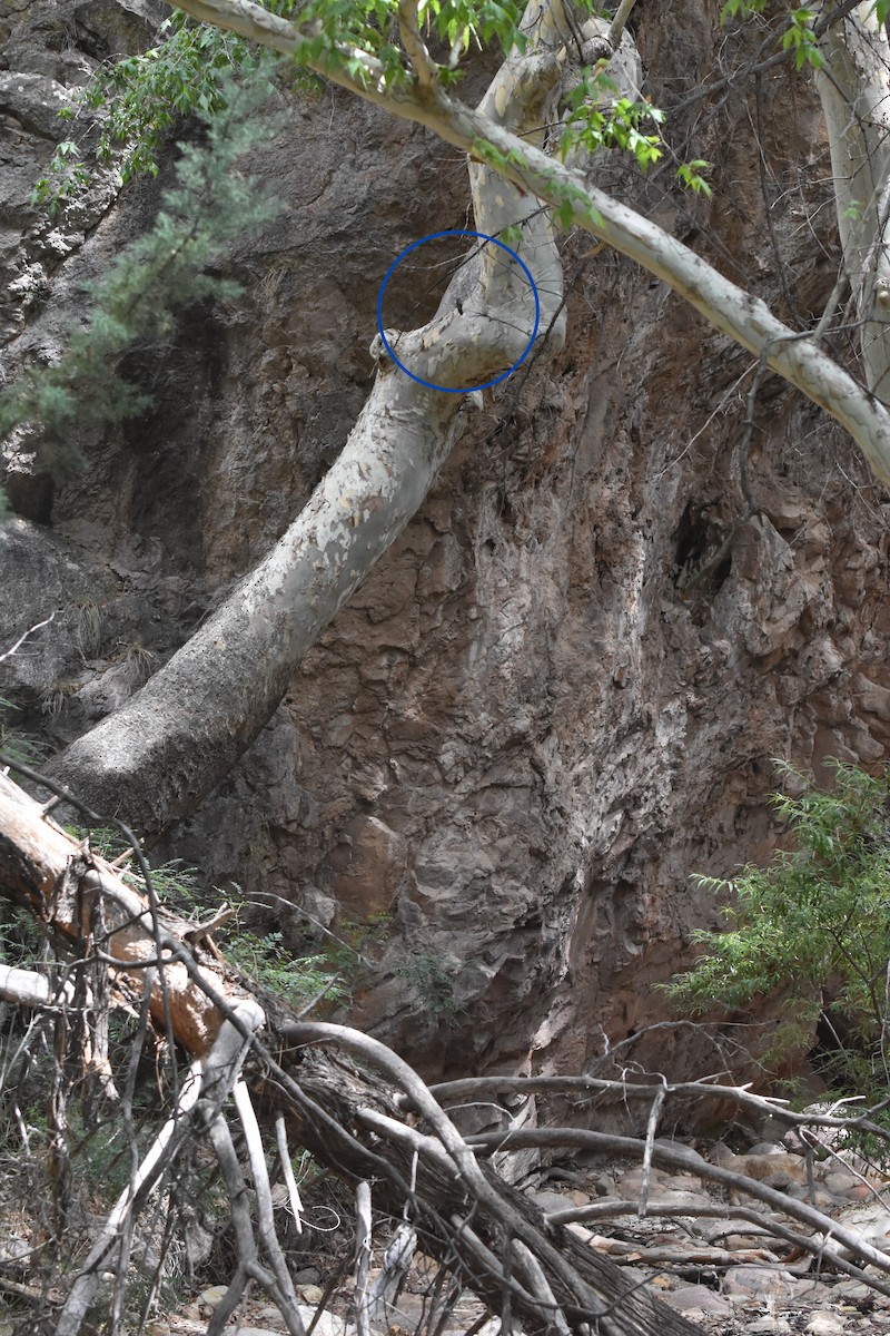 Blue-throated Mountain-gem - ML643010139